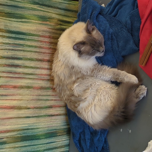 Coffee Right Meow Mug For Kitty Rescue! - Picture 8 of 8